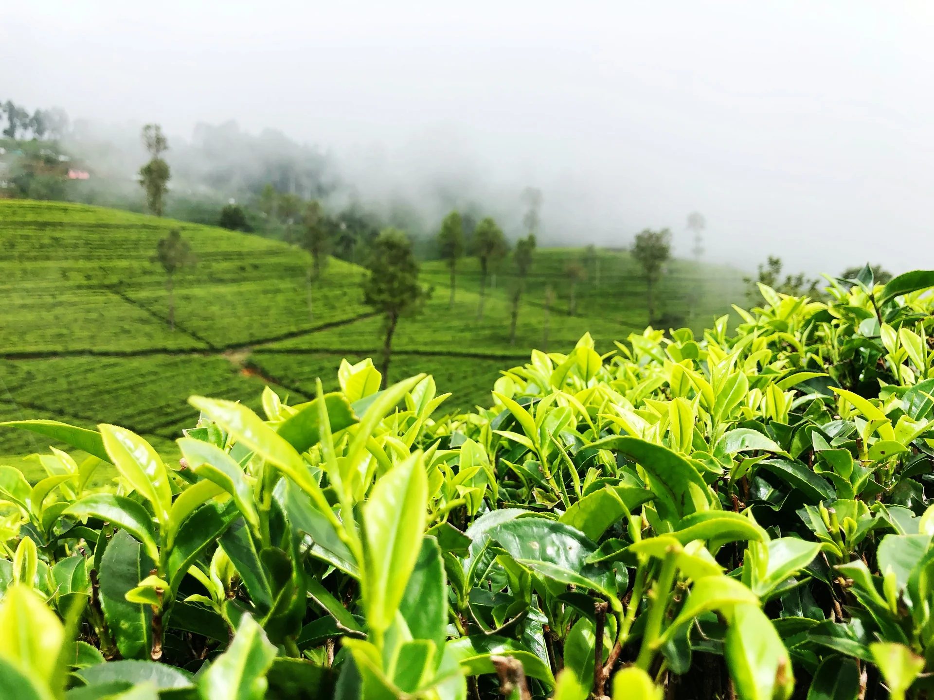 5-Star Colonial Tea Estate Bungalows Ella & Nuwara Eliya Sanctuary