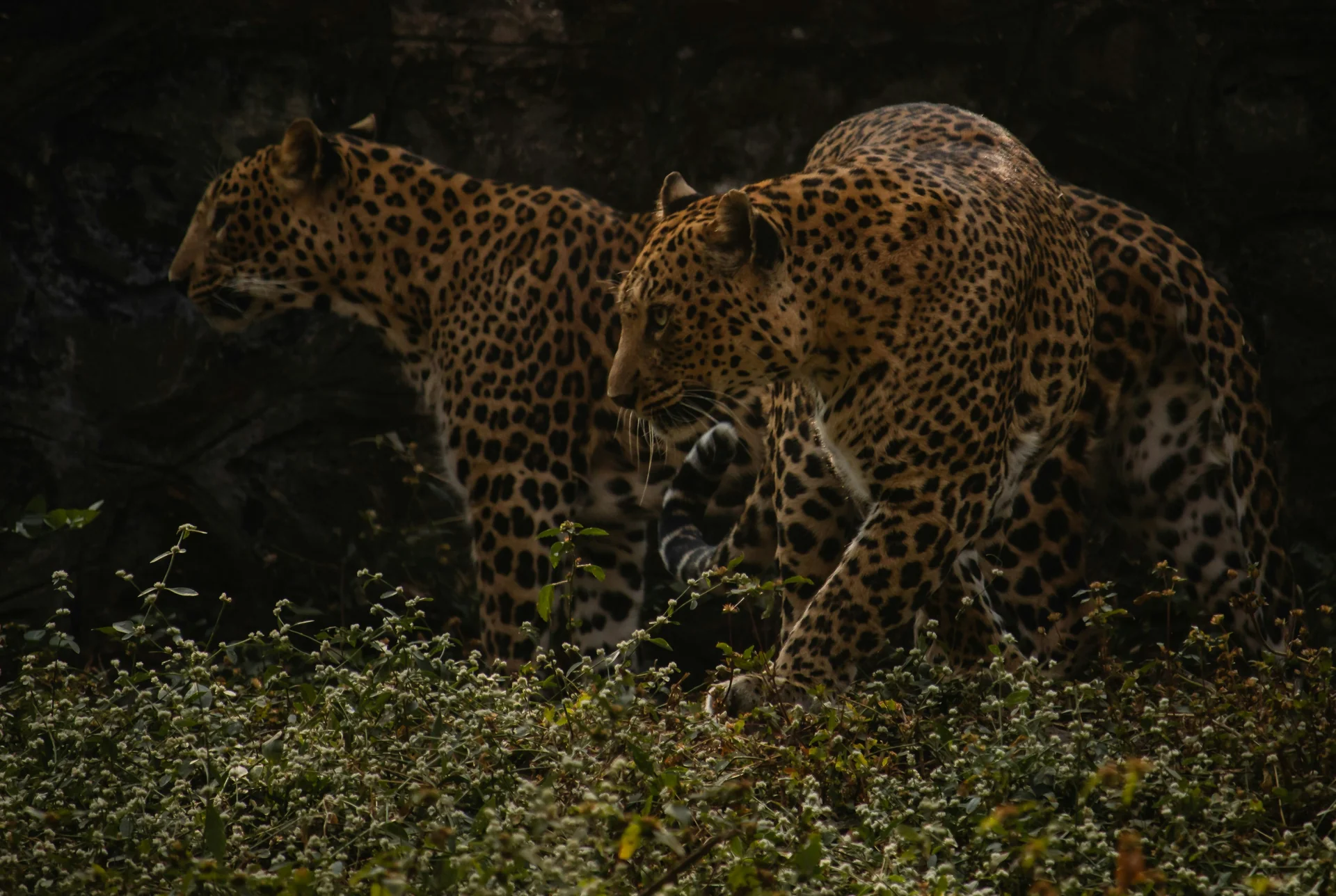 Private Yala Wildlife Safaris & Luxury Southern Riviera Catamaran Cruises